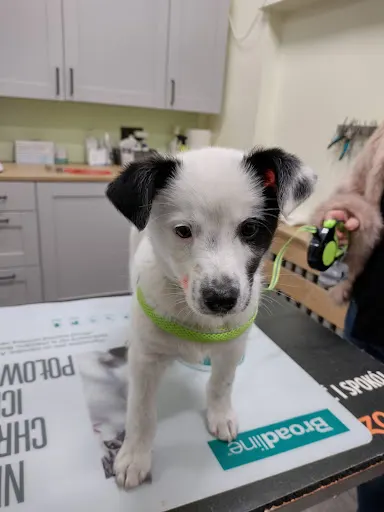 Dogtor Miau Ilona Stepańczak Opydo